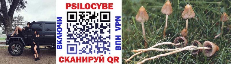 купить наркотик  Вышний Волочёк  Псилоцибиновые грибы Psilocybe 